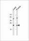 ORMDL3 Antibody (Center)